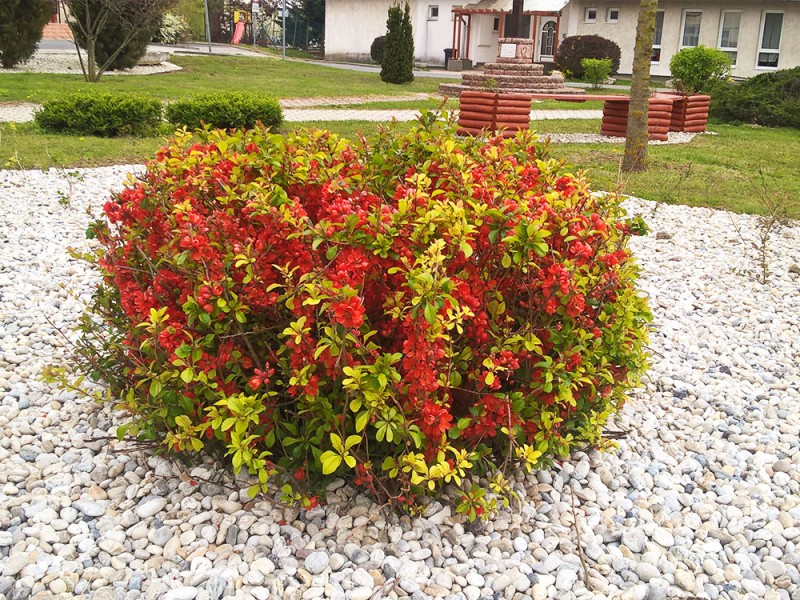 Ny&uacute;li k&eacute;pek
