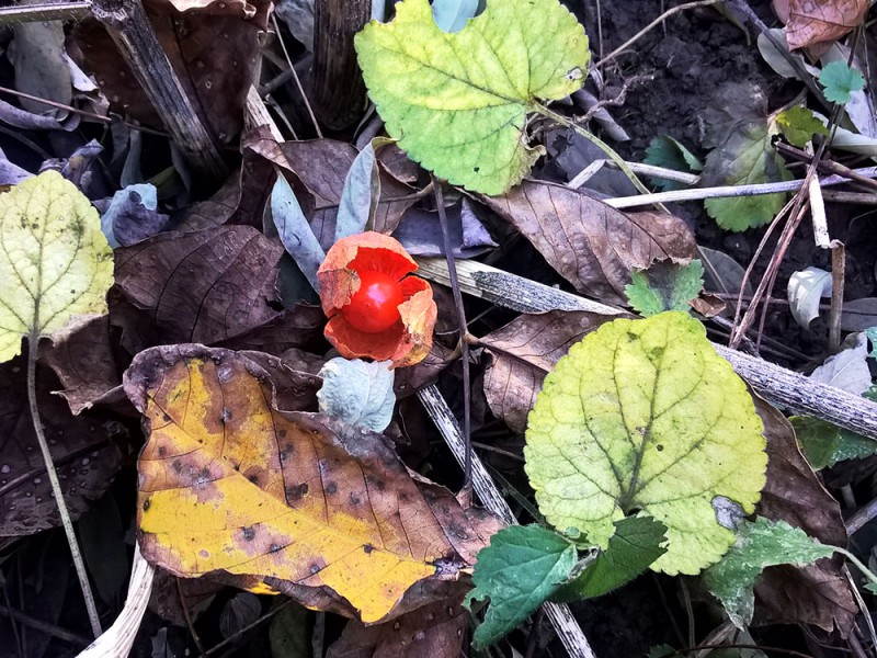 Ny&uacute;li t&uacute;ra