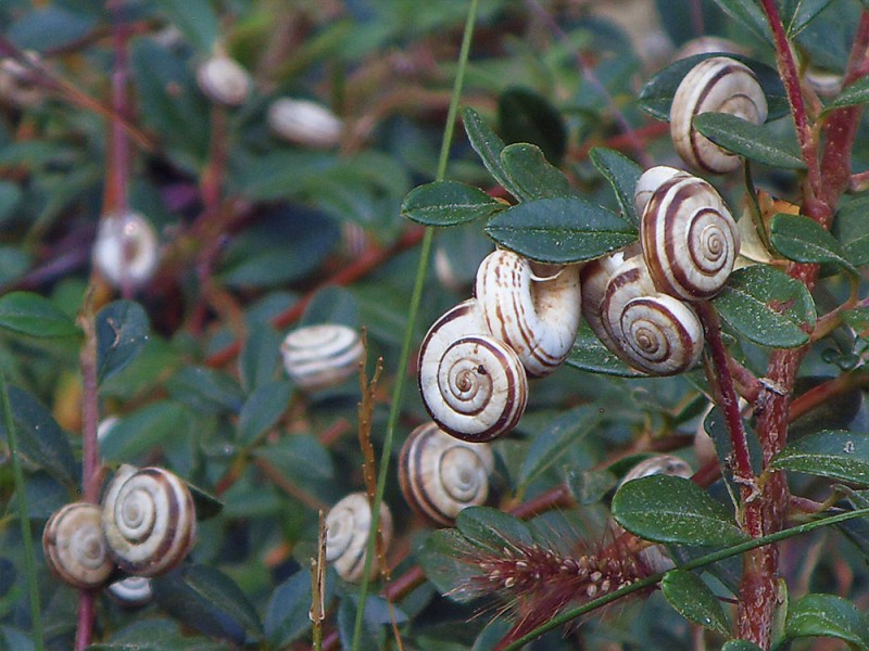 Ny&uacute;li t&uacute;ra