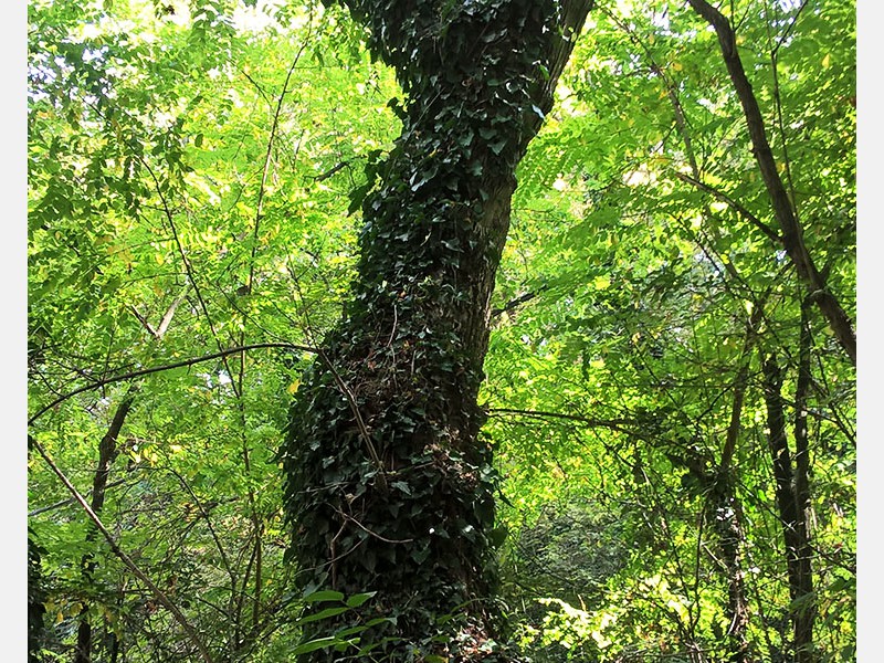 Ny&uacute;li t&uacute;ra