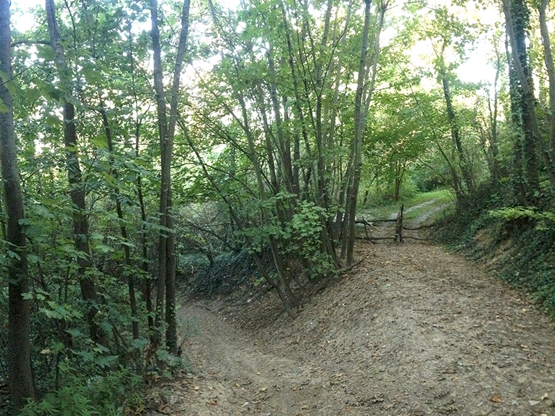 T&uacute;ra a ny&uacute;li "hegyekben" - Erdei &uacute;t